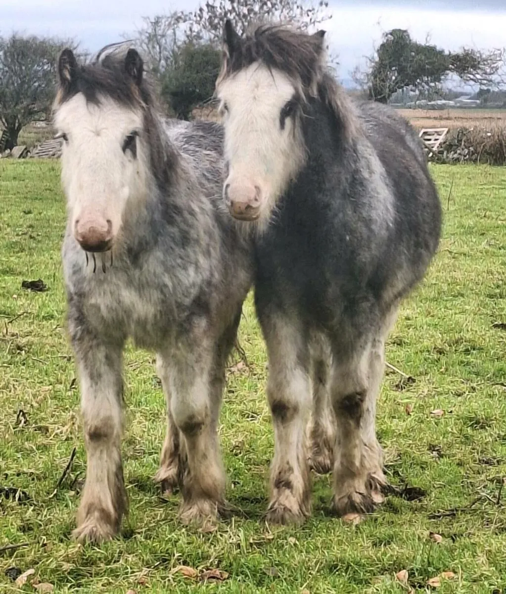 Lovely Pair Of Colt Foals. - Image 4