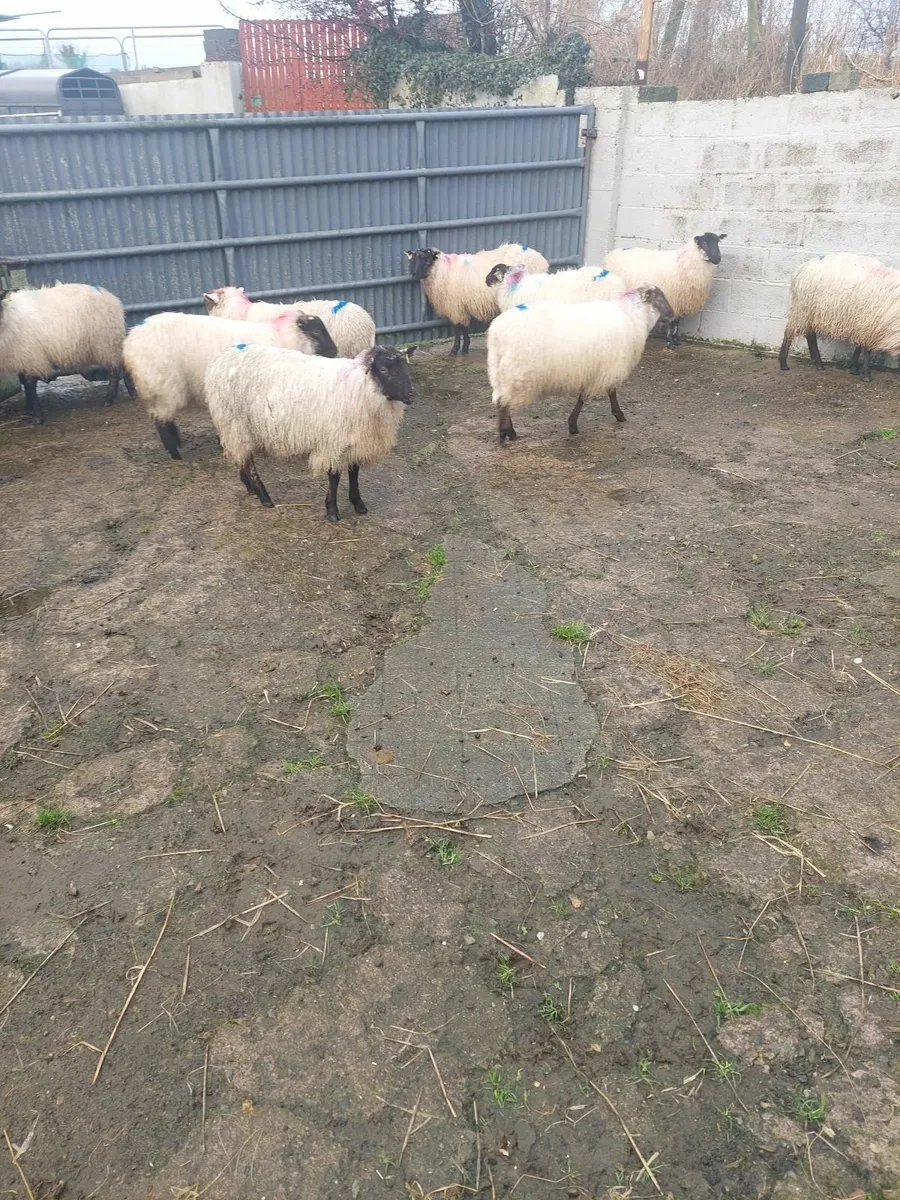 Ewe lambs - Image 1