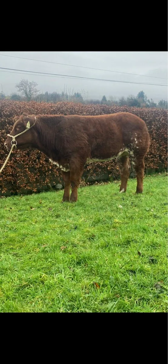 Roan Belgian blue heifer for carrick winter fair - Image 2