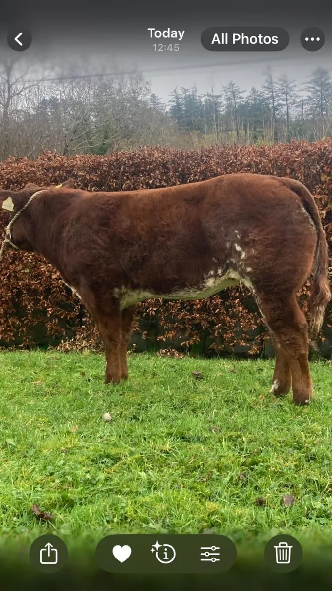 Roan Belgian blue heifer for carrick winter fair - Image 1