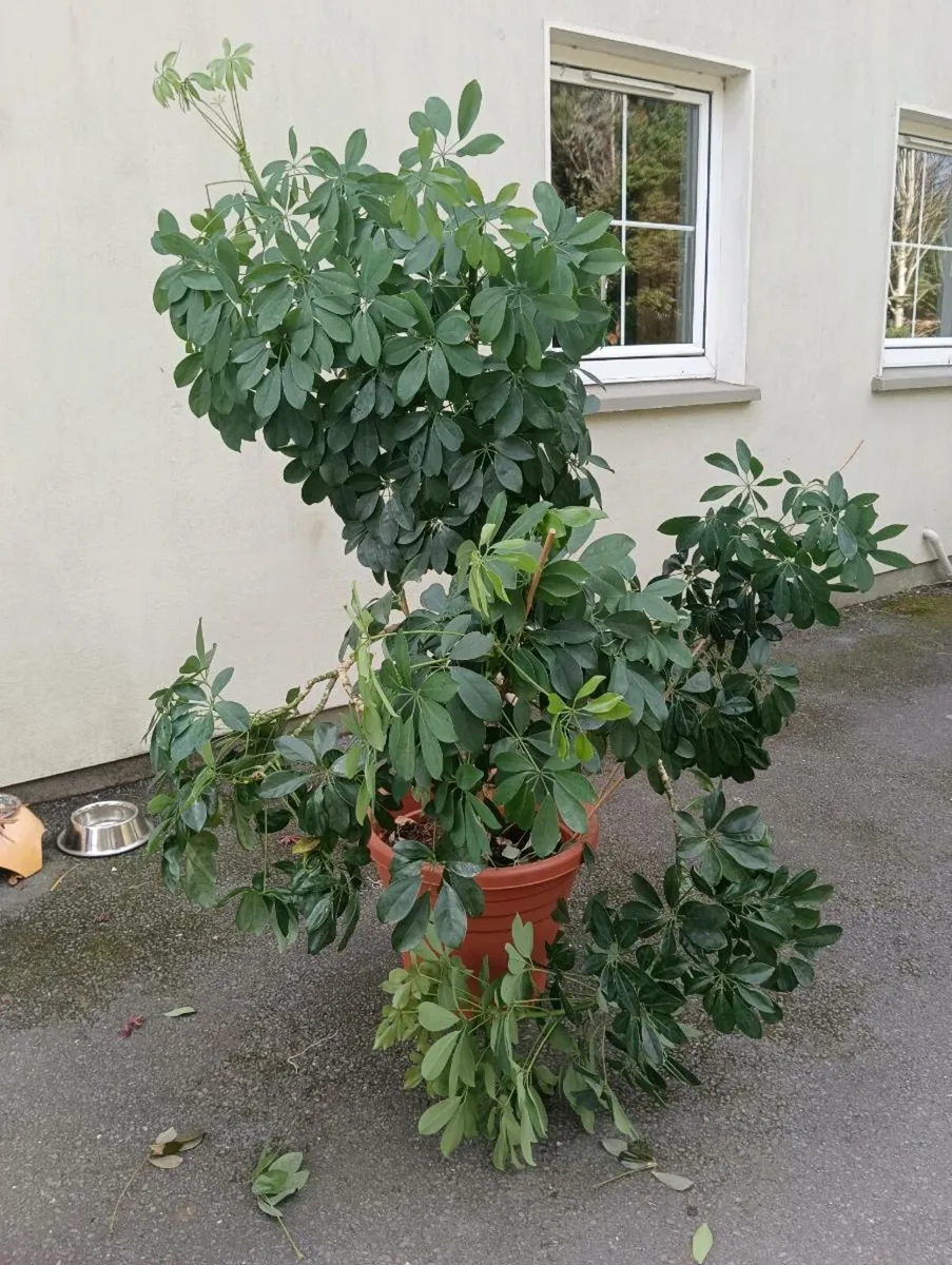 Beautiful full tall plant 50 Euro - Image 1