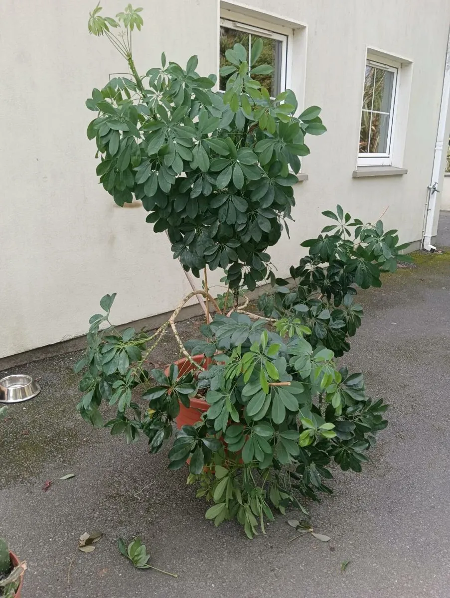 Beautiful full tall plant 50 Euro - Image 3