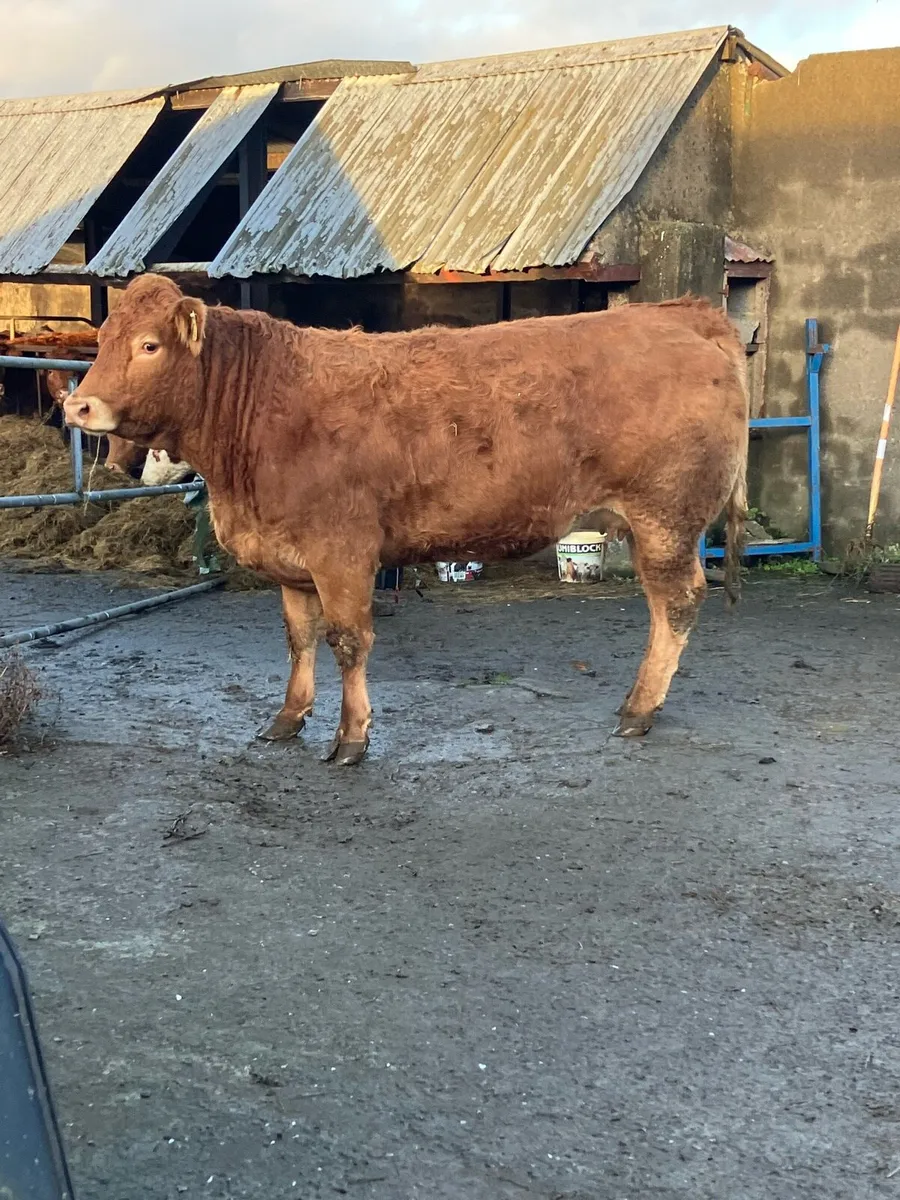 Incalf Heifer - Image 1