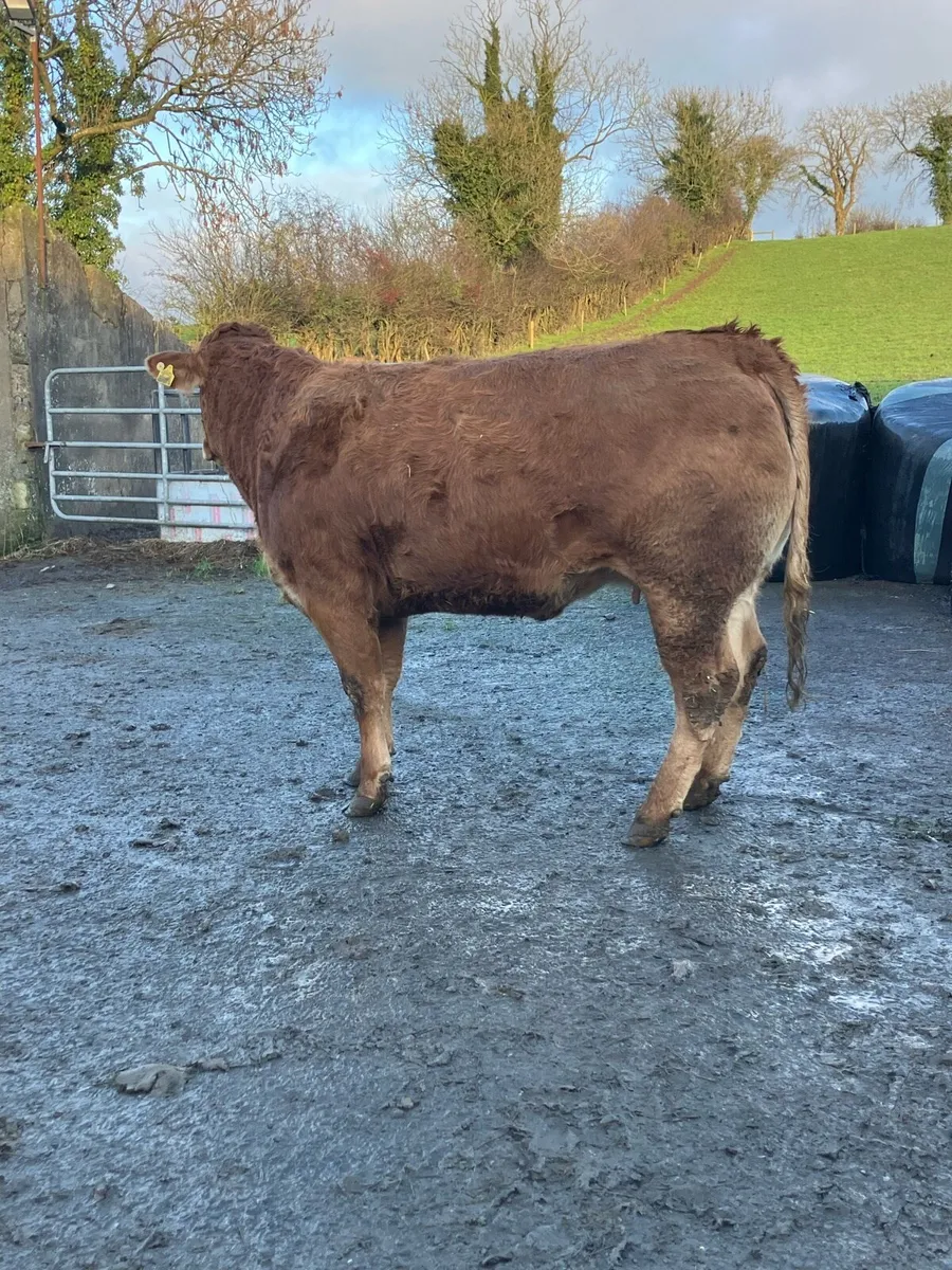 Incalf Heifer - Image 2