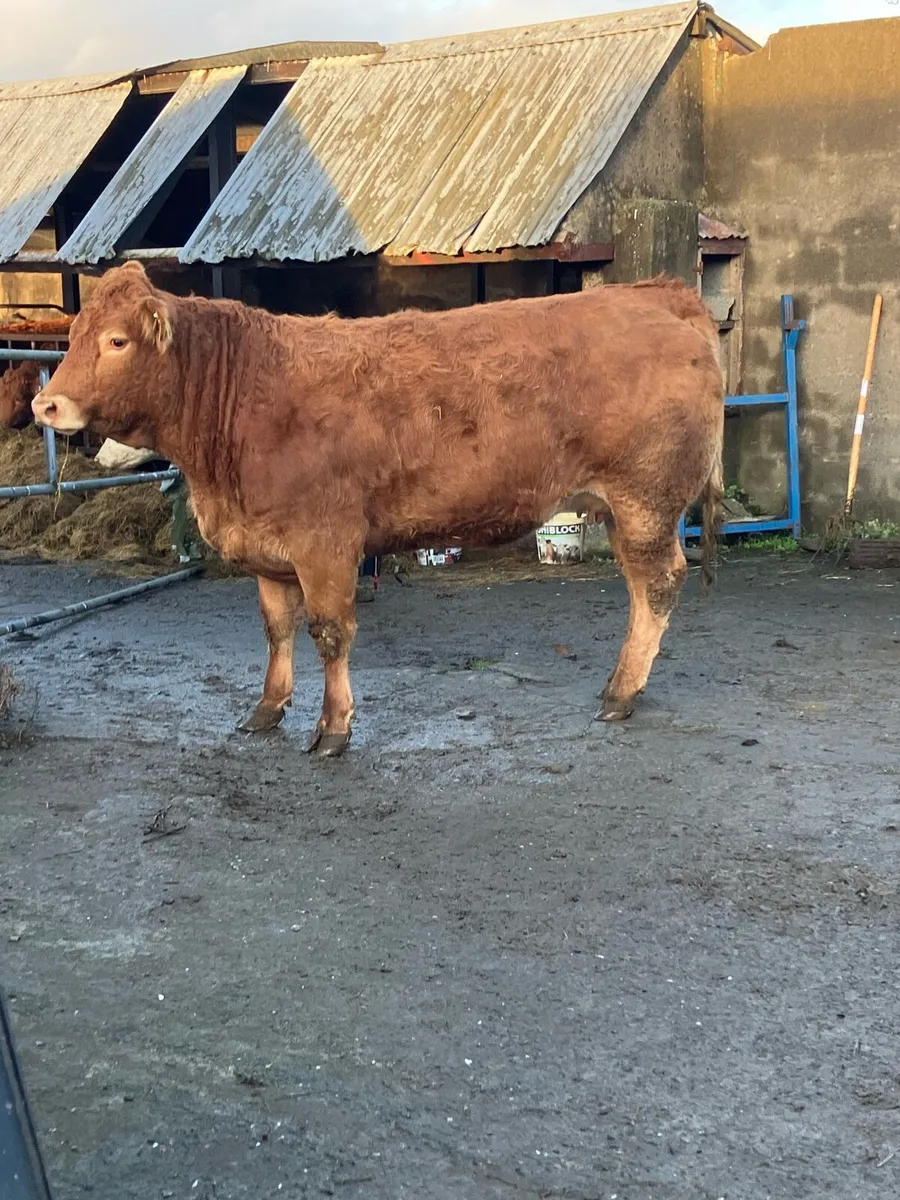 Incalf Heifer - Image 3