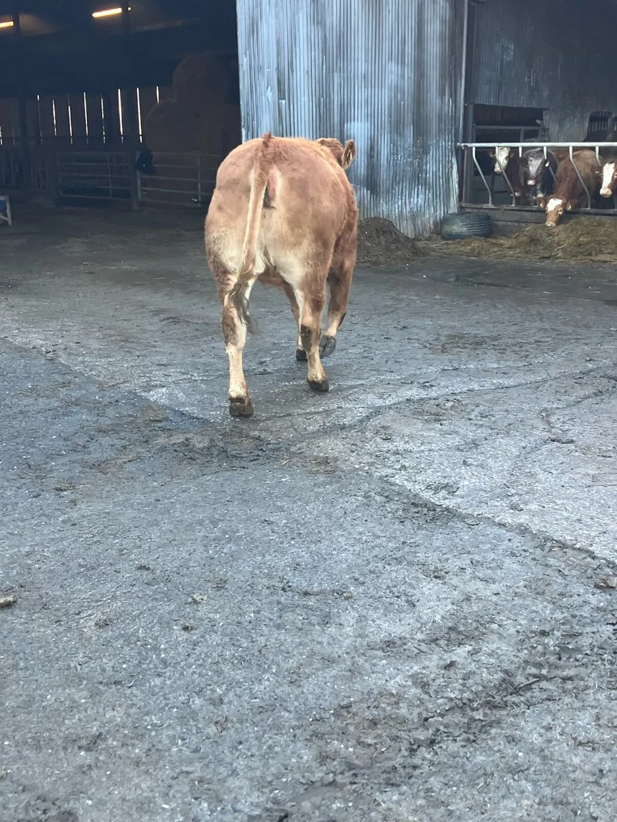 Incalf Heifer - Image 4