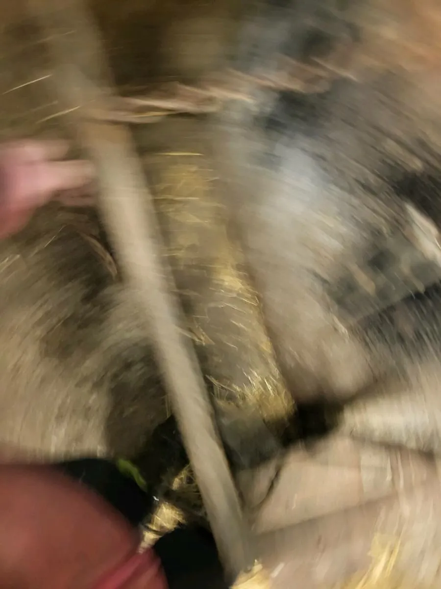 Dehorning crate - Image 2