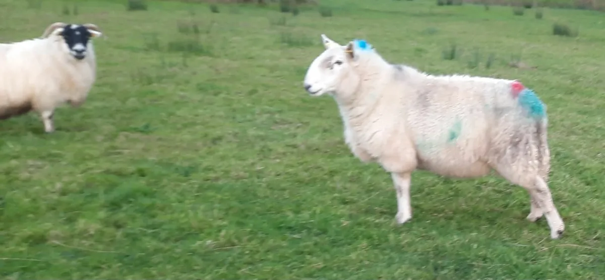 Cheviot hogget ram - Image 2