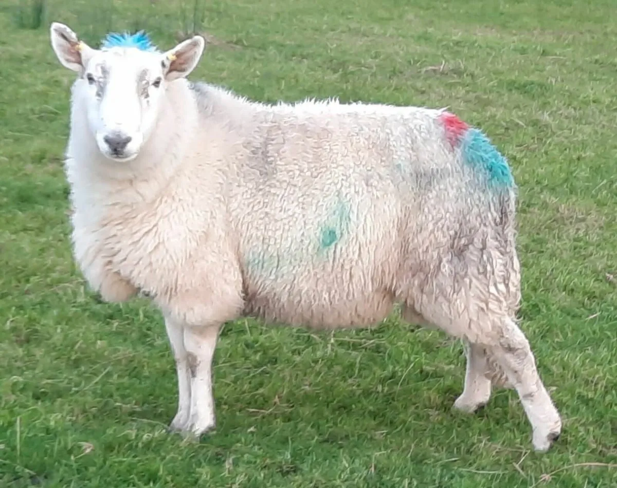 Cheviot hogget ram - Image 1