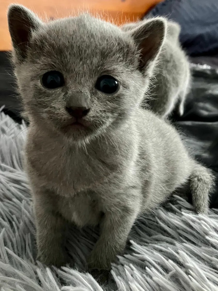 ✨ Russian Blue kittens  – 🐾  Boys Ready now - Image 2