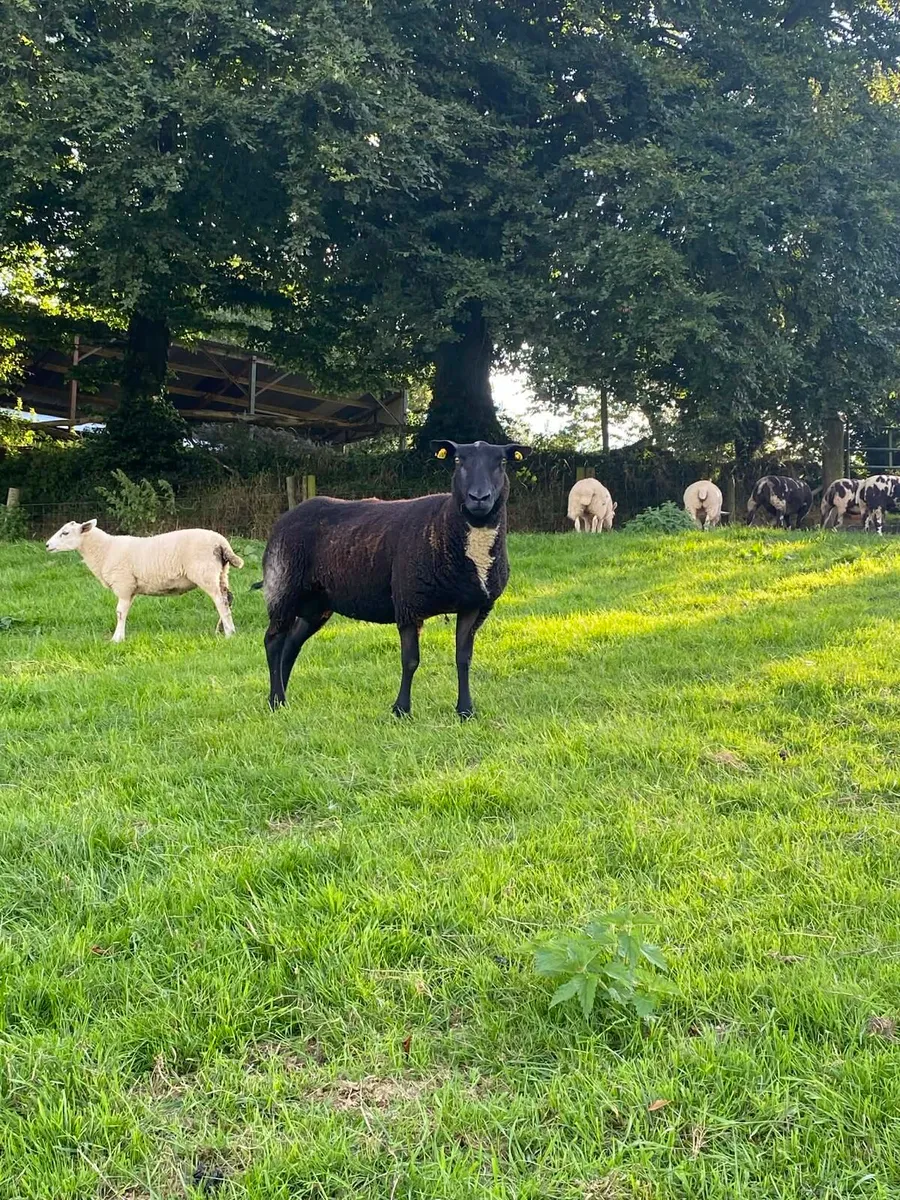 Dutch Spotted In Lamb - Image 1