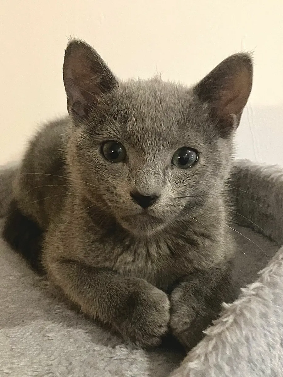 ✨ Russian Blue kittens  – 🐾  Boys Ready now - Image 4