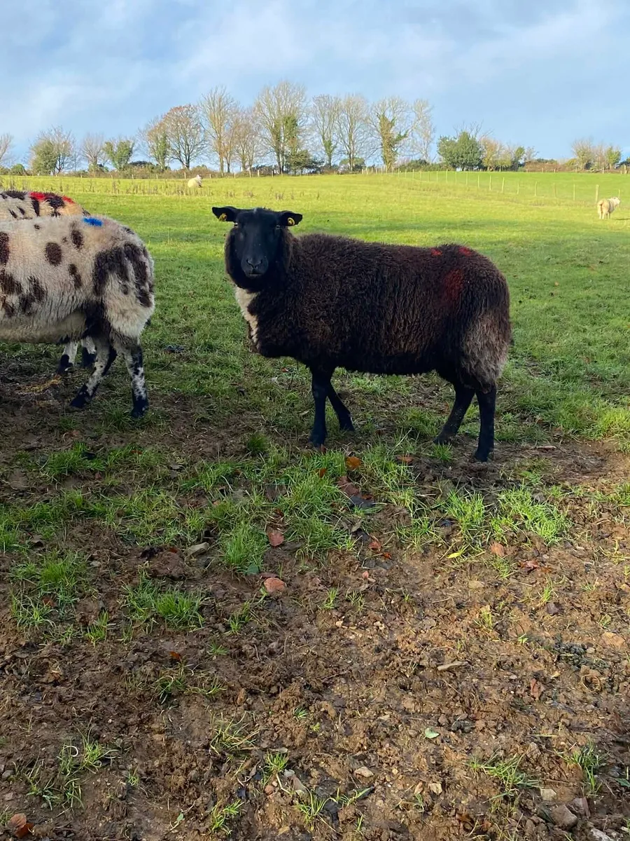 Dutch Spotted In Lamb - Image 2