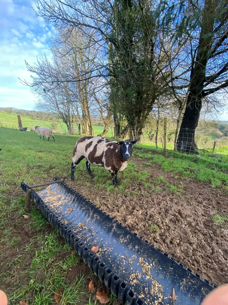 Dutch Spotted In Lamb - Image 3