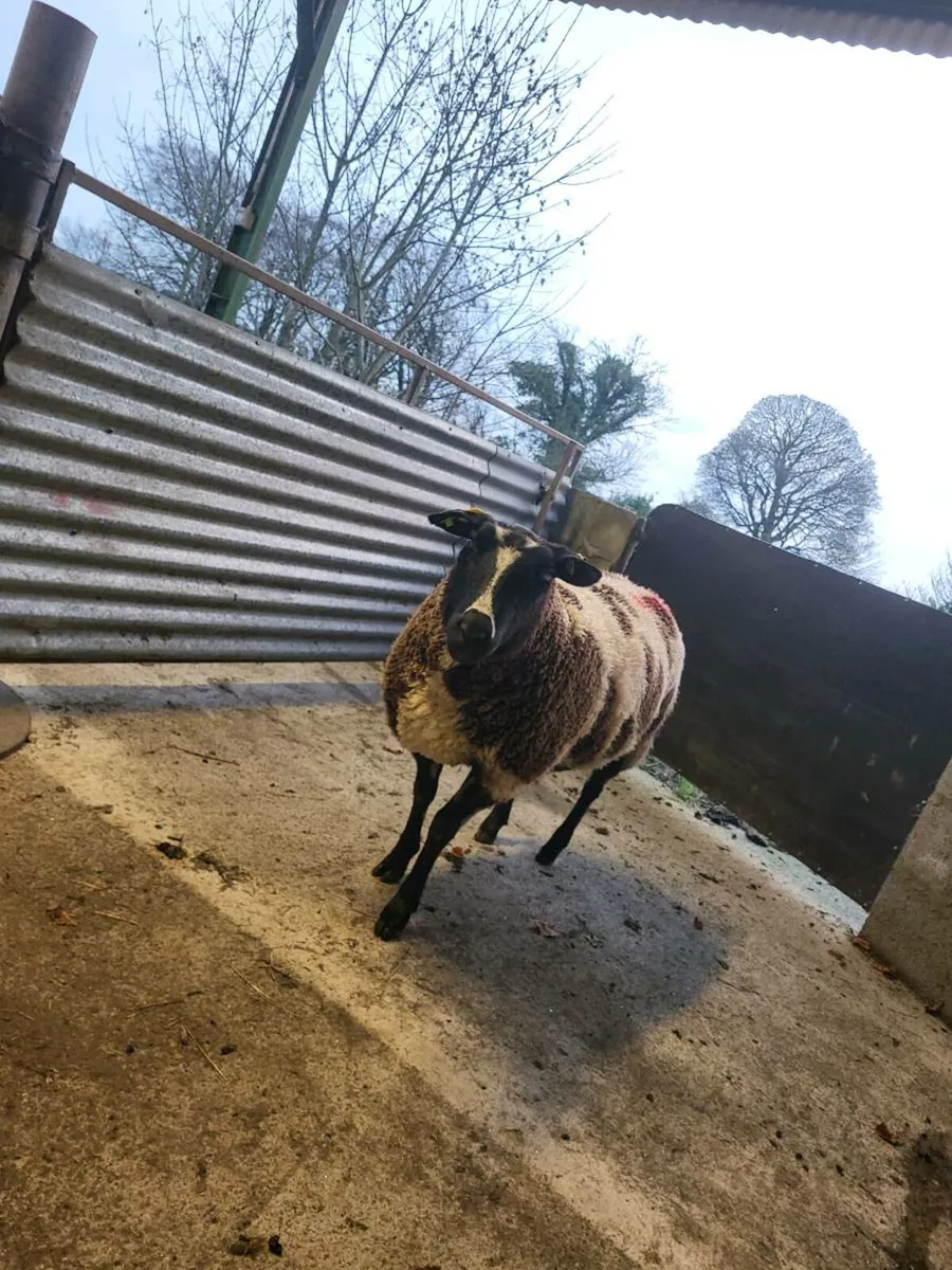 Dutch Spotted In Lamb - Image 4