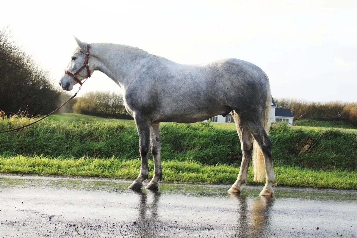CLIFDEN SALES SAT 29th LOT 248 3YO GELDING - Image 1