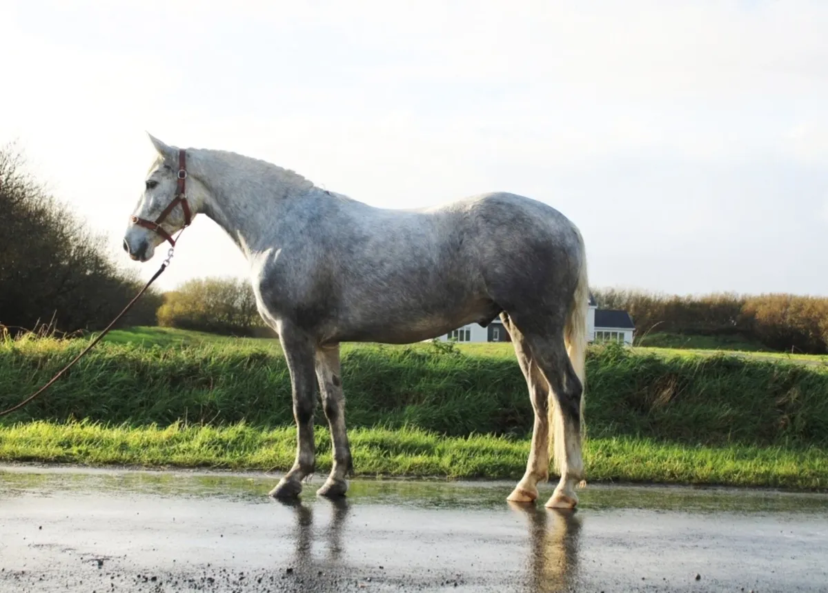 CLIFDEN SALES SAT 29th LOT 248 3YO GELDING - Image 2