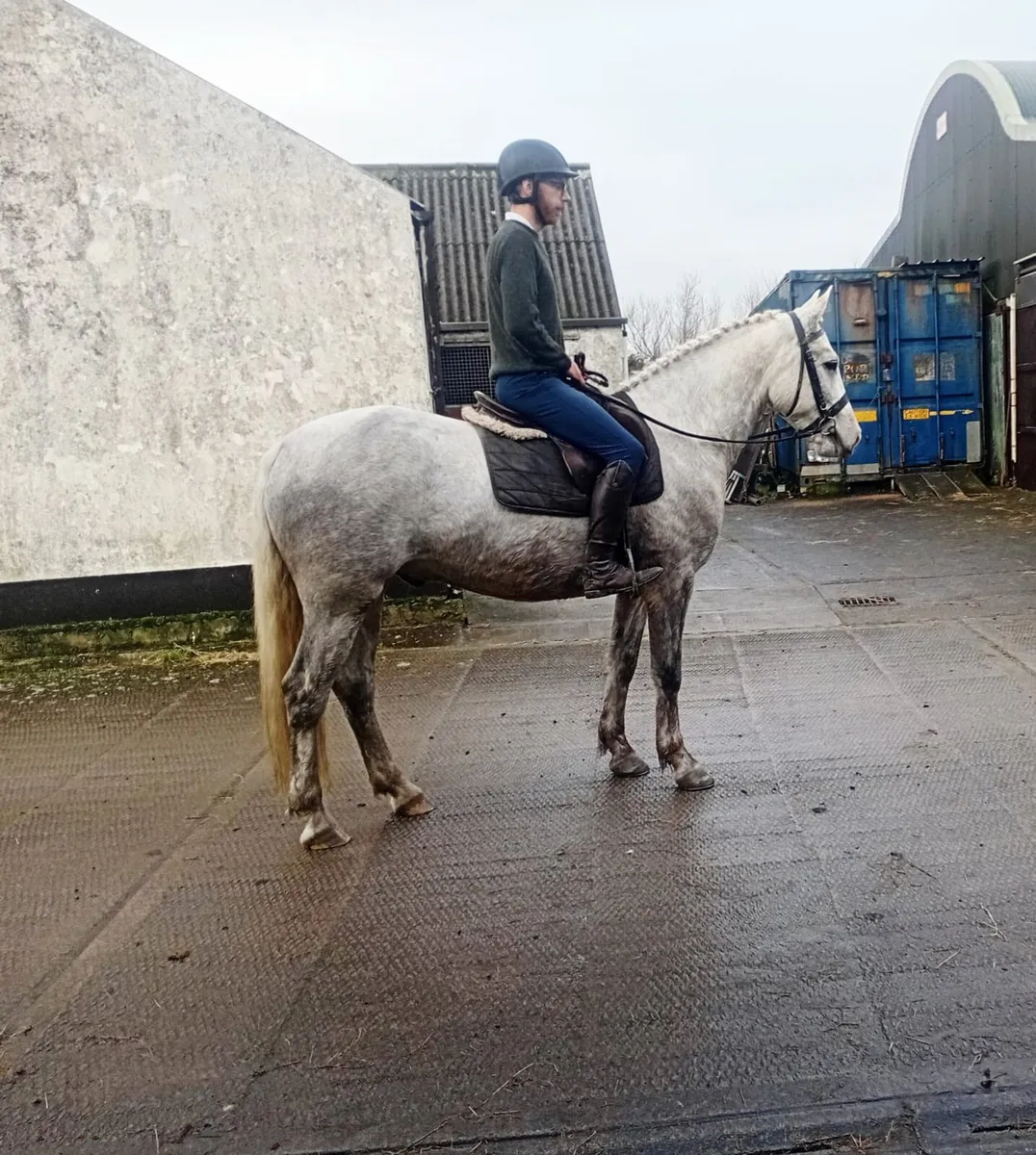 CLIFDEN SALES SAT 29th LOT 248 3YO GELDING - Image 3