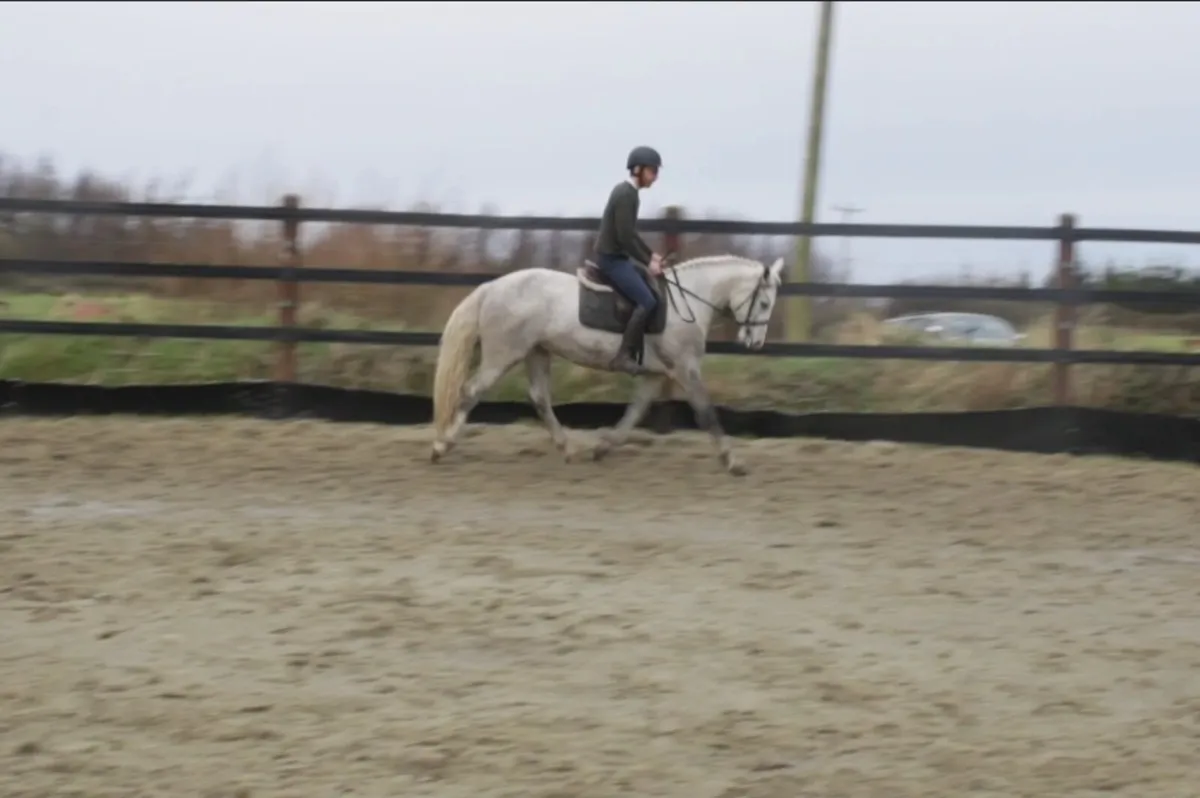 CLIFDEN SALES SAT 29th LOT 248 3YO GELDING - Image 4