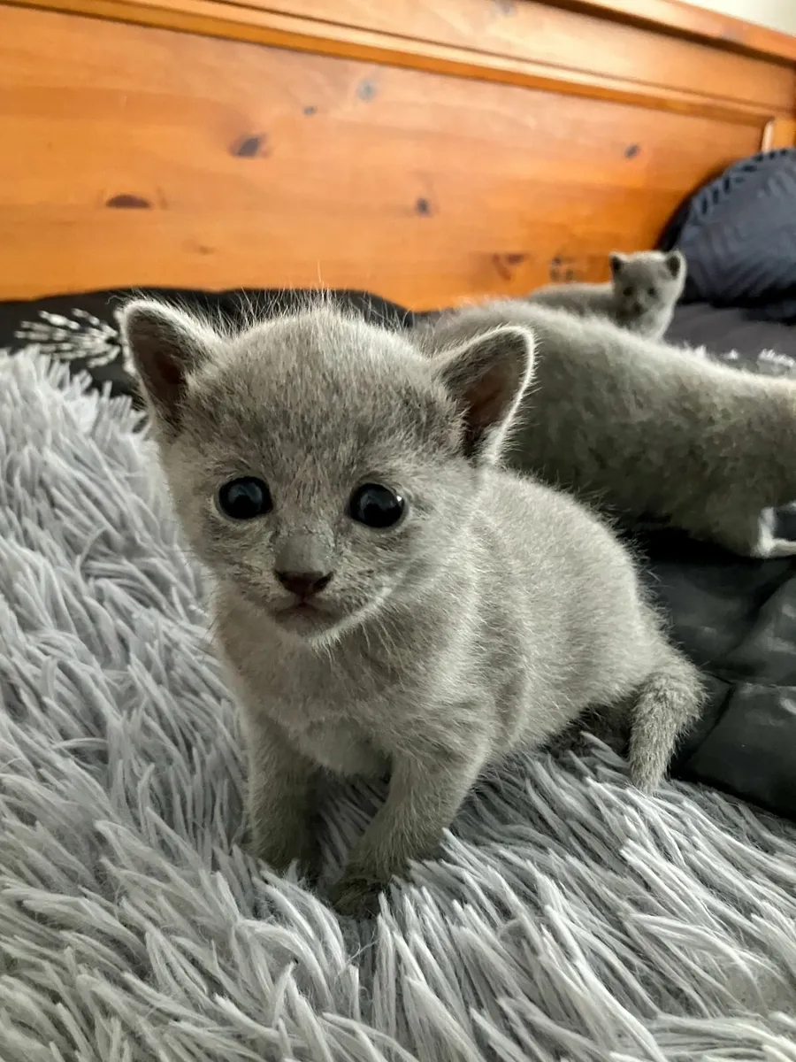 ✨ Russian Blue kittens  – 🐾  Boys Ready now - Image 1