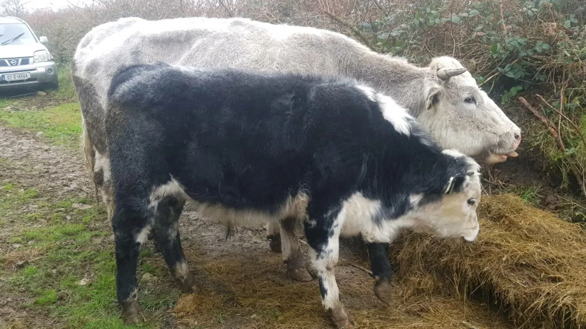 Bull Calf - Image 4