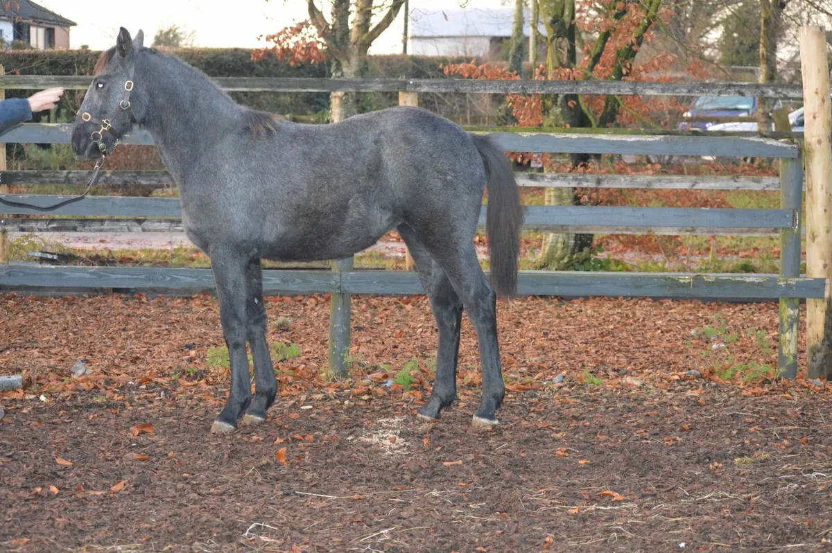 RID Filly Foal - Image 1