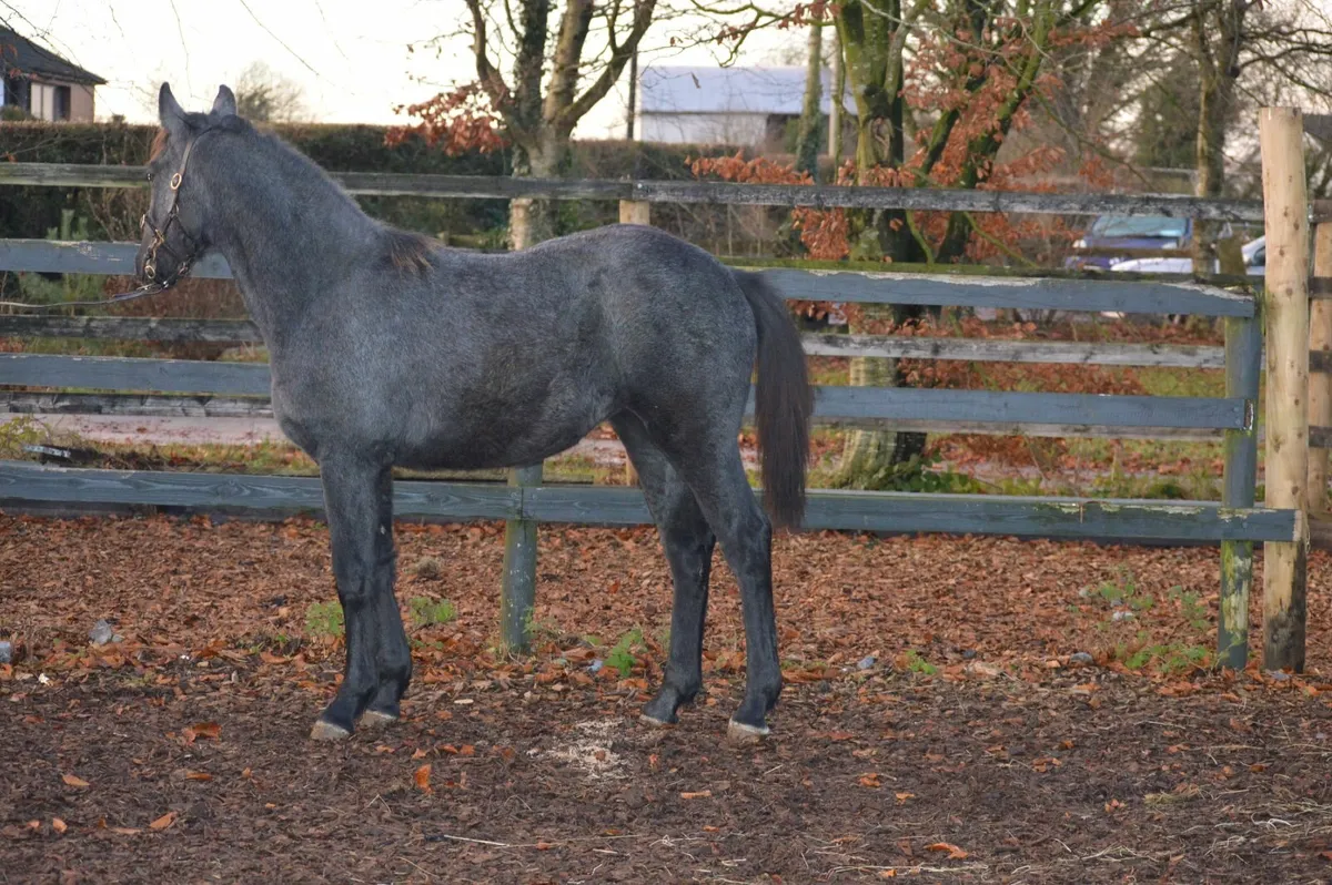 RID Filly Foal - Image 2