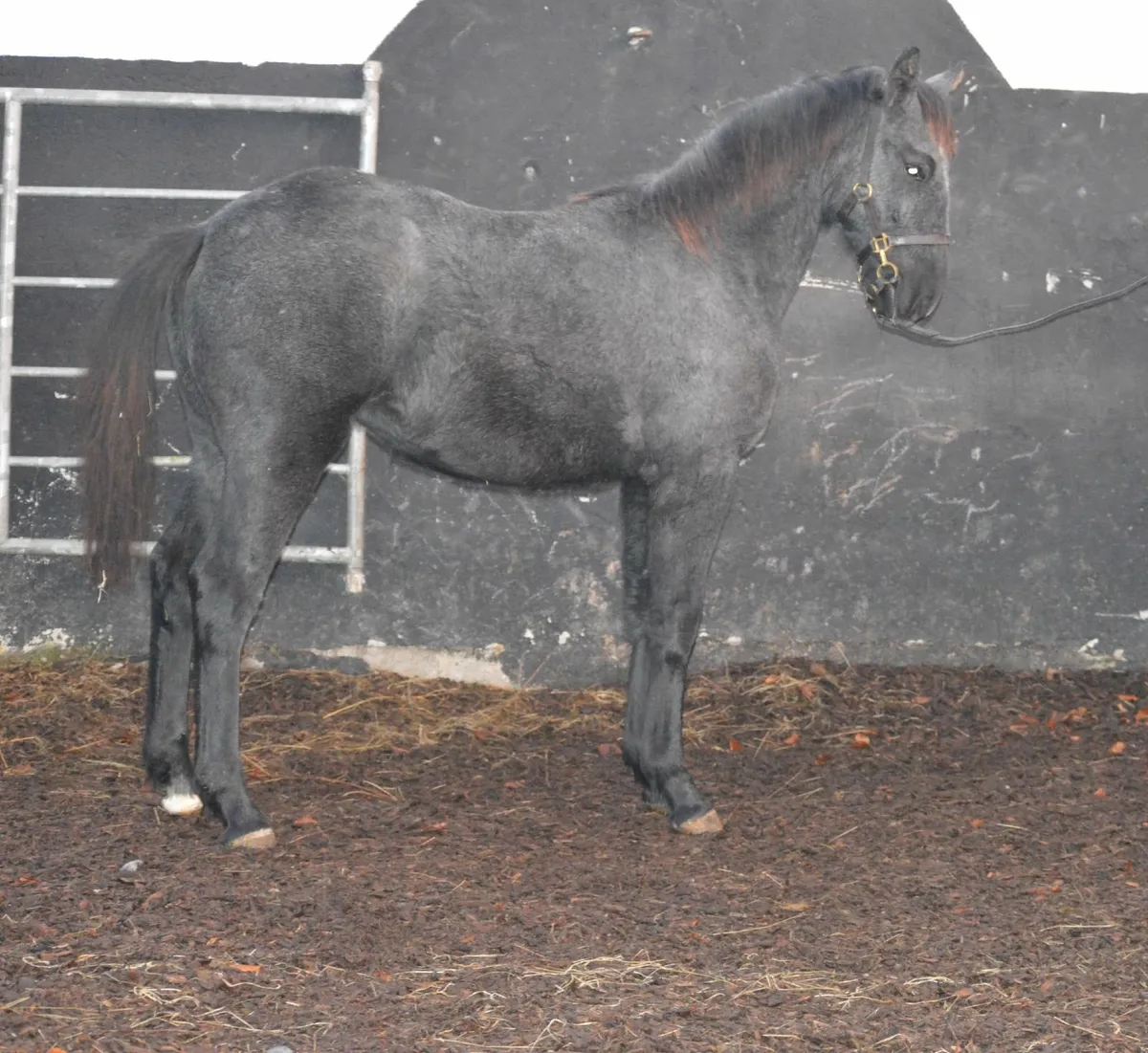 RID Filly Foal - Image 3