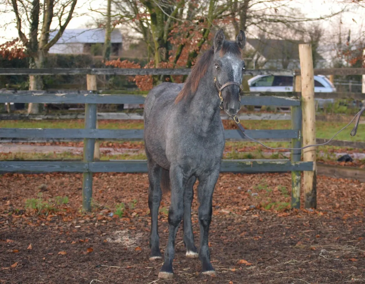 RID Filly Foal - Image 4