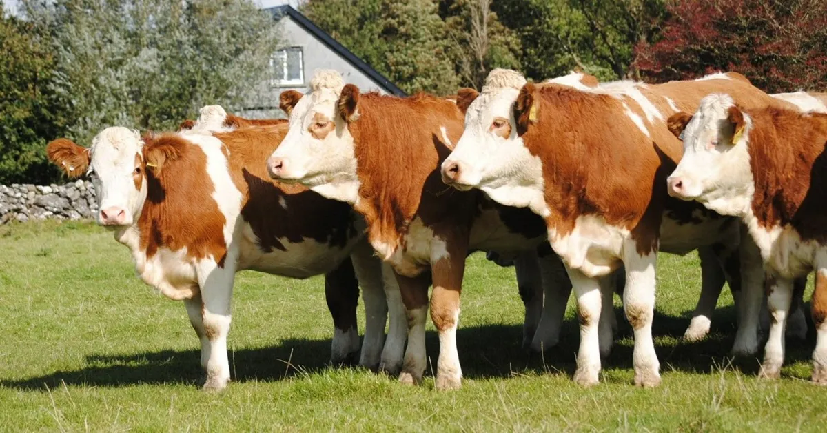 Simmental Heifers
