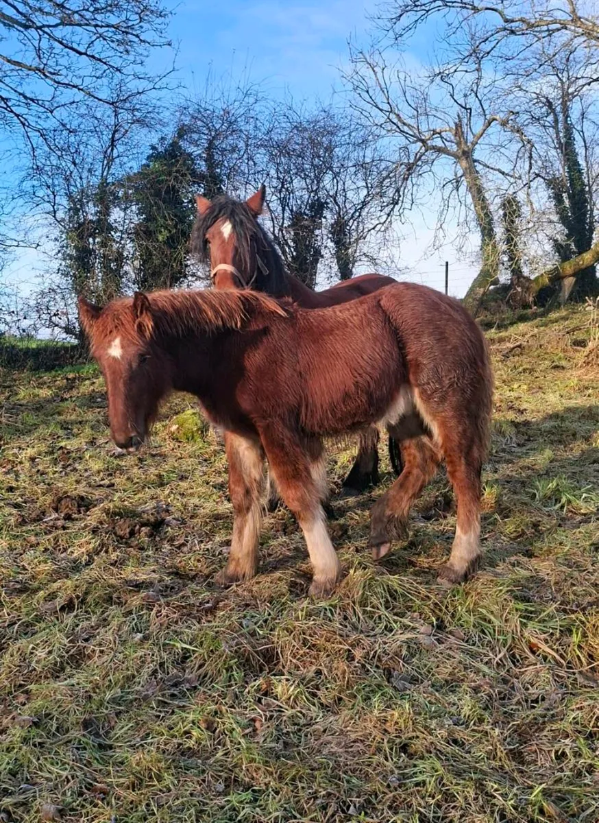 Heavy Cob Colt Foal - Image 4