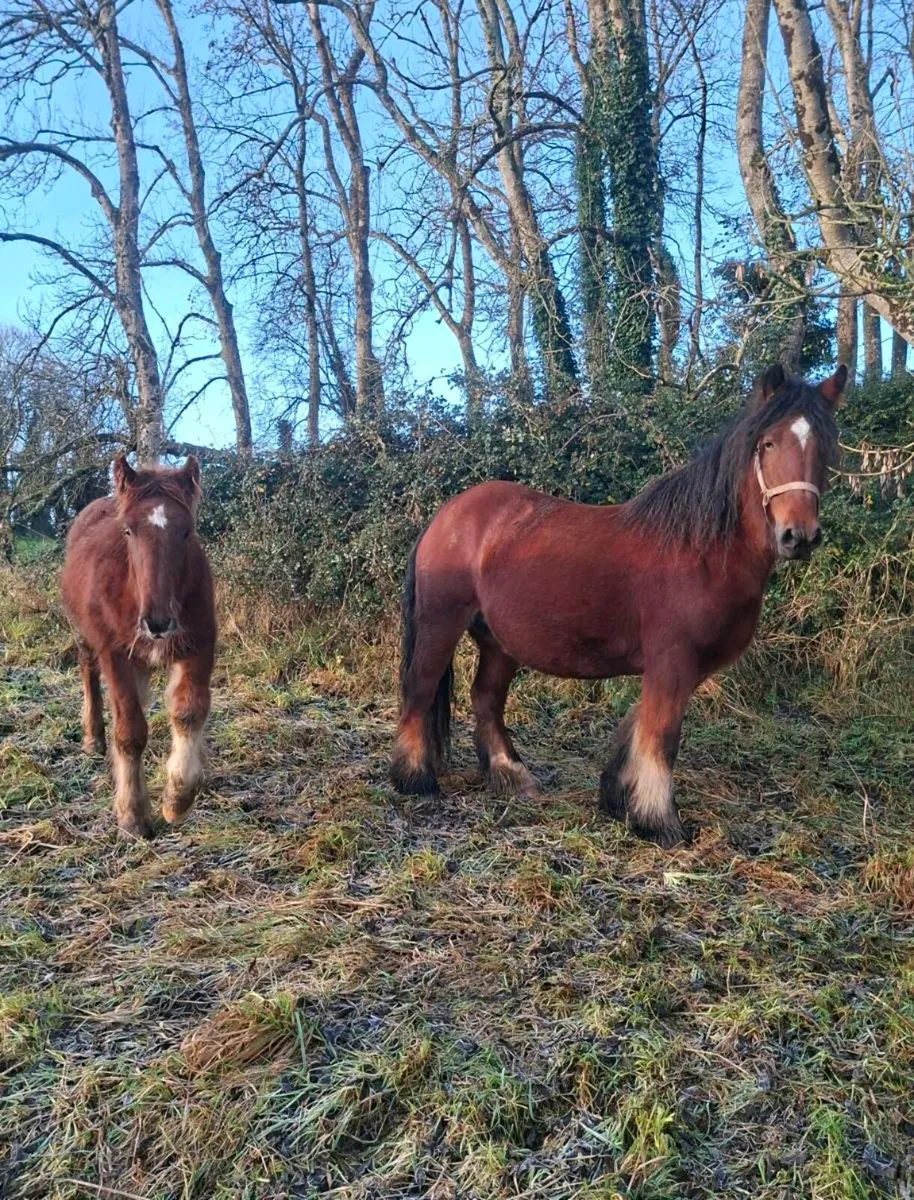 Heavy Cob Colt Foal - Image 3