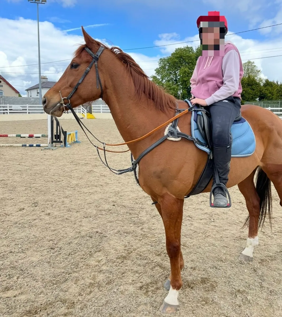 Allrounder Gelding - Image 1