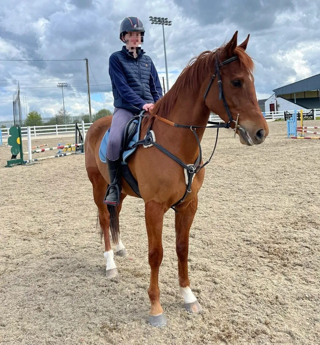 Allrounder Gelding - Image 2