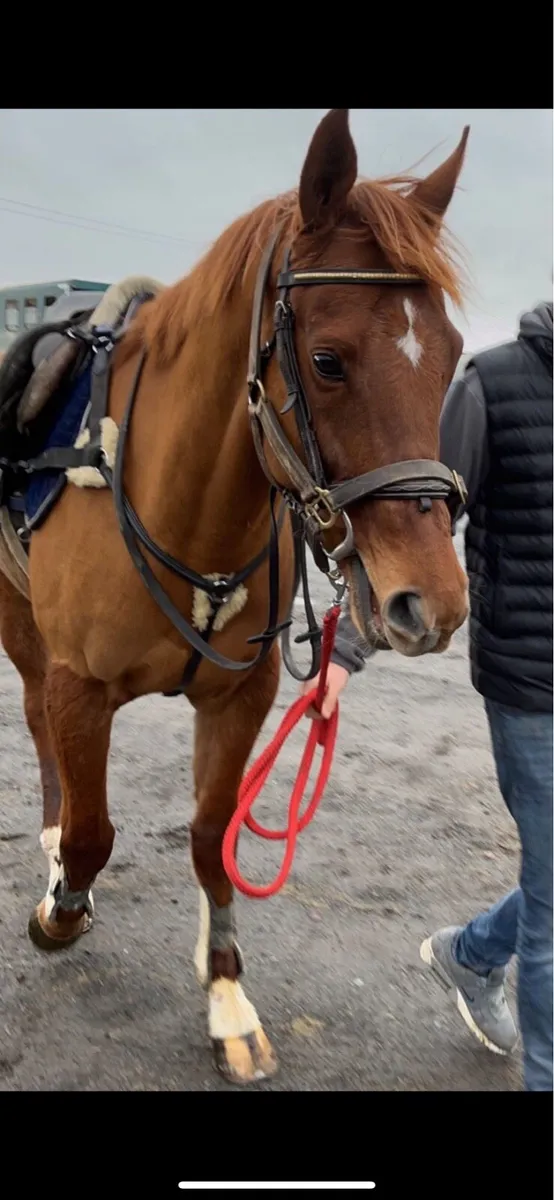 Allrounder Gelding - Image 3