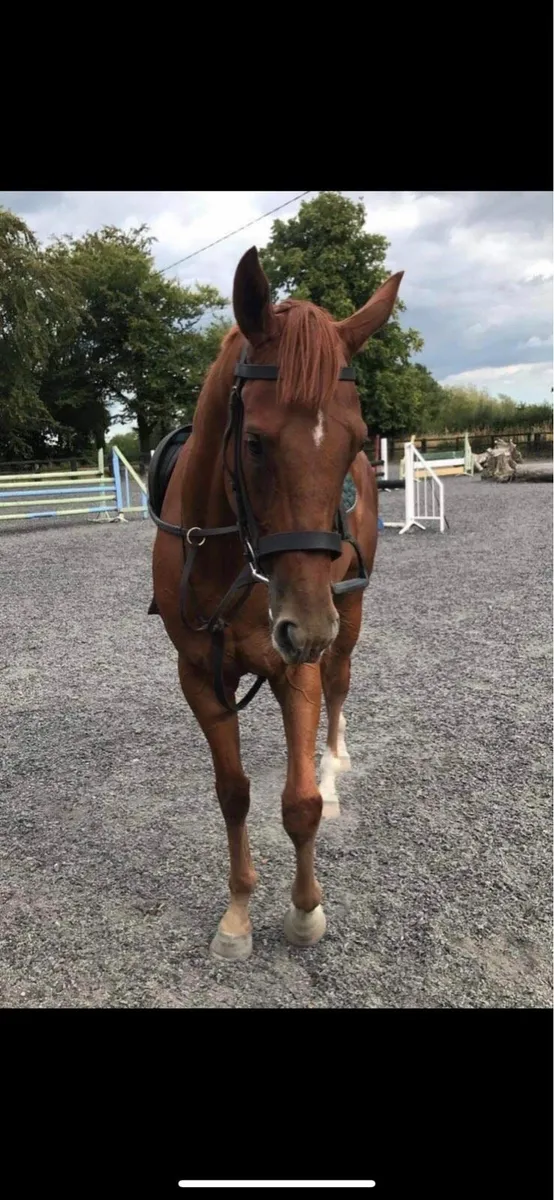 Allrounder Gelding - Image 4