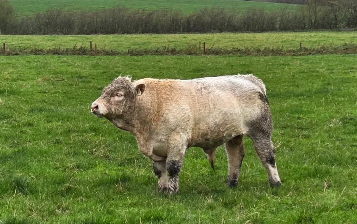 Charolais bull - Image 1