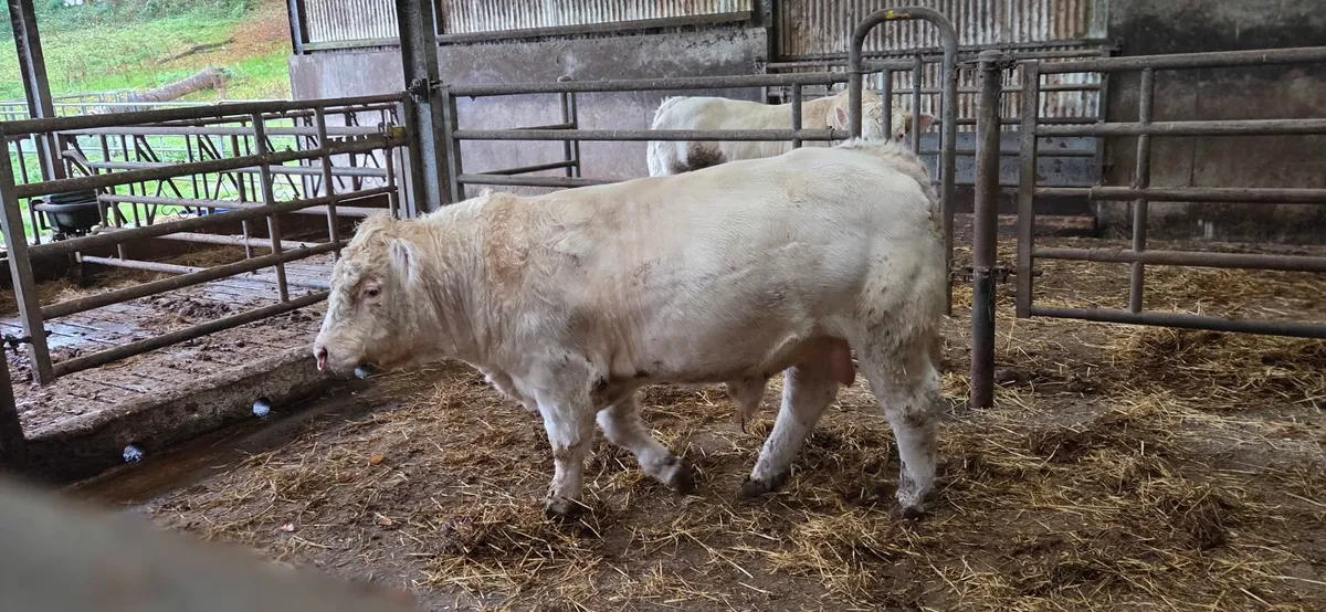 Charolais bull - Image 3