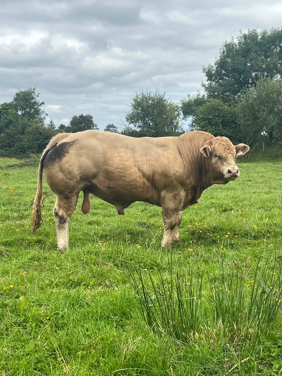 ⭐️ Hybrid Bull ⭐️ - Image 1