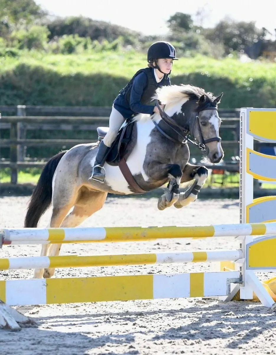 128 Experienced Show Jumping Pony - Image 1