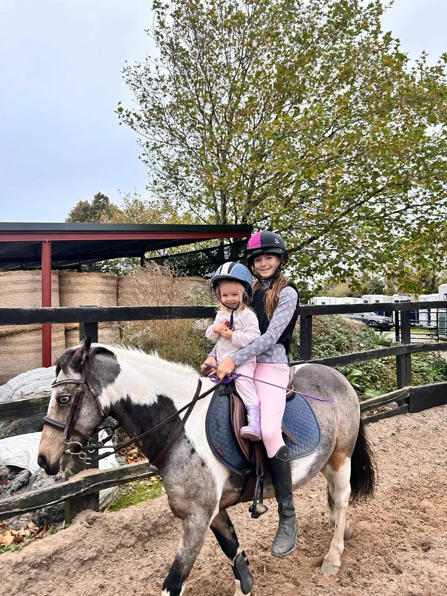 128 Experienced Show Jumping Pony - Image 2