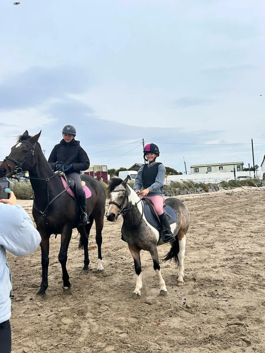 128 Experienced Show Jumping Pony - Image 3