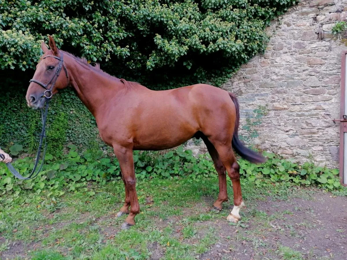 All rounder - Image 2