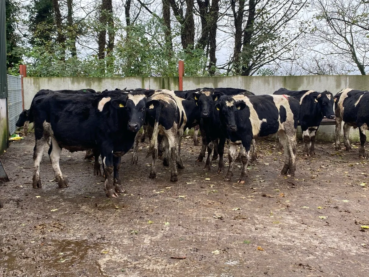 15 Br Fr Bullocks 470kg @ Lissava - Image 2