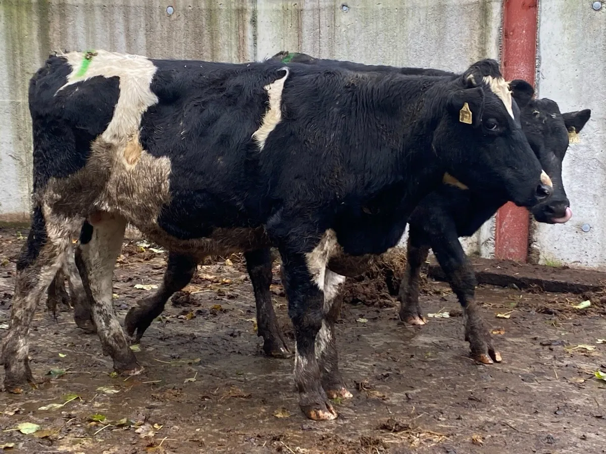 15 Br Fr Bullocks 470kg @ Lissava - Image 3