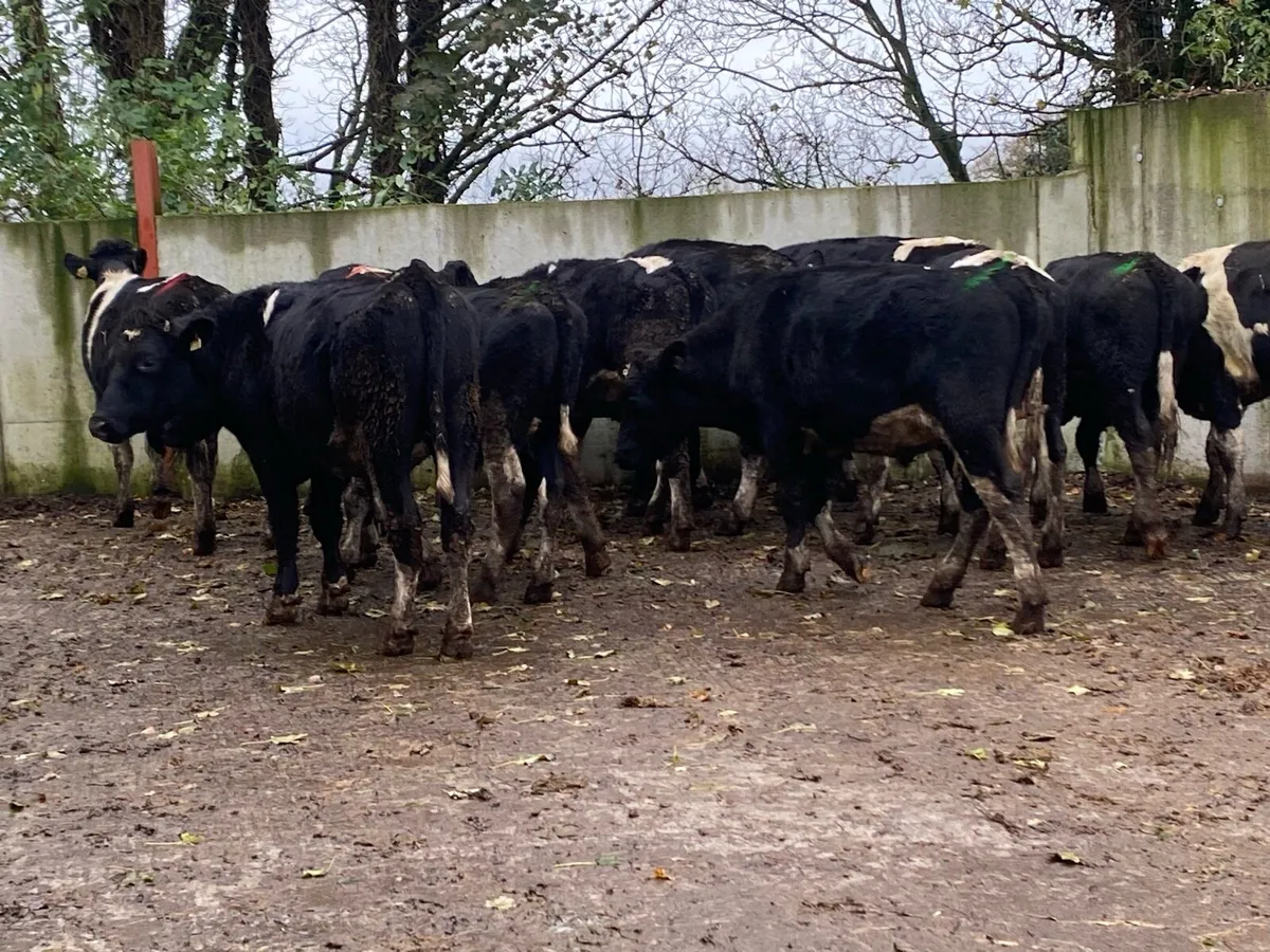 15 Br Fr Bullocks 470kg @ Lissava - Image 4