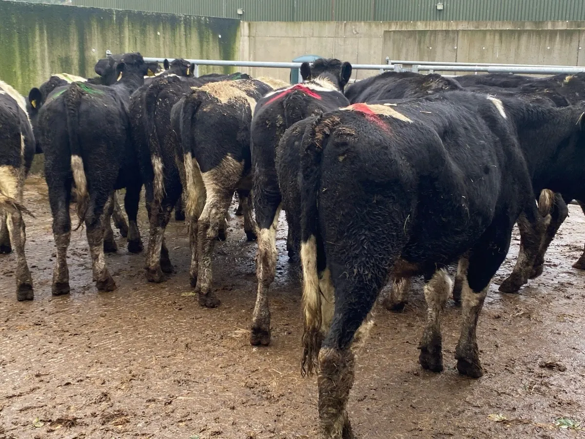 15 Br Fr Bullocks 470kg @ Lissava - Image 1