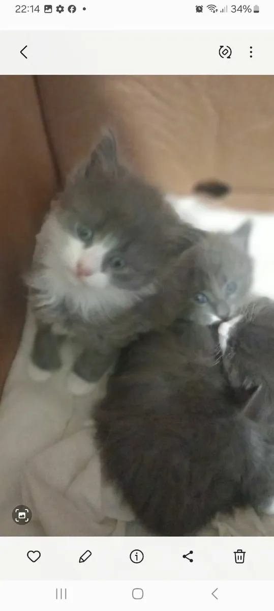 Kittens - Image 1