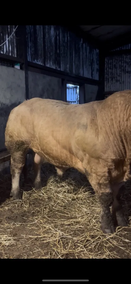 ⭐️ Hybrid Bull ⭐️ - Image 2