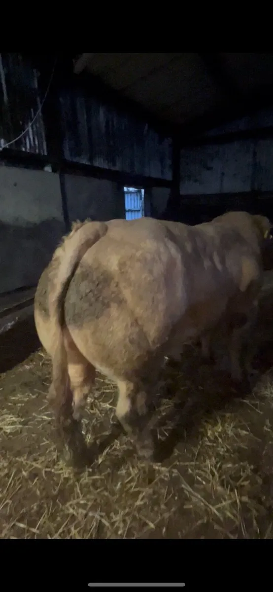 ⭐️ Hybrid Bull ⭐️ - Image 3